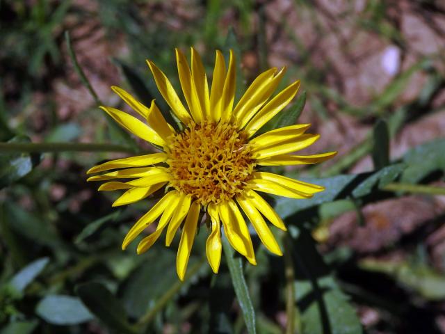 Grindélie (Grindelia integrifolia DC.)