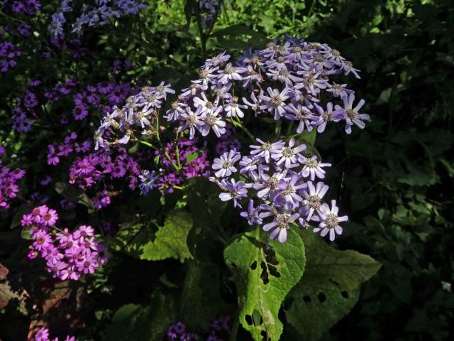 Pericallis webbii (Sch. Bip.) Bolle