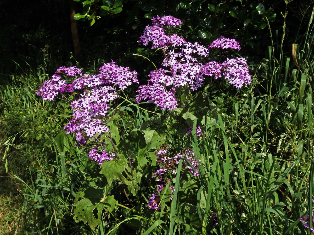 Pericallis webbii (Sch. Bip.) Bolle