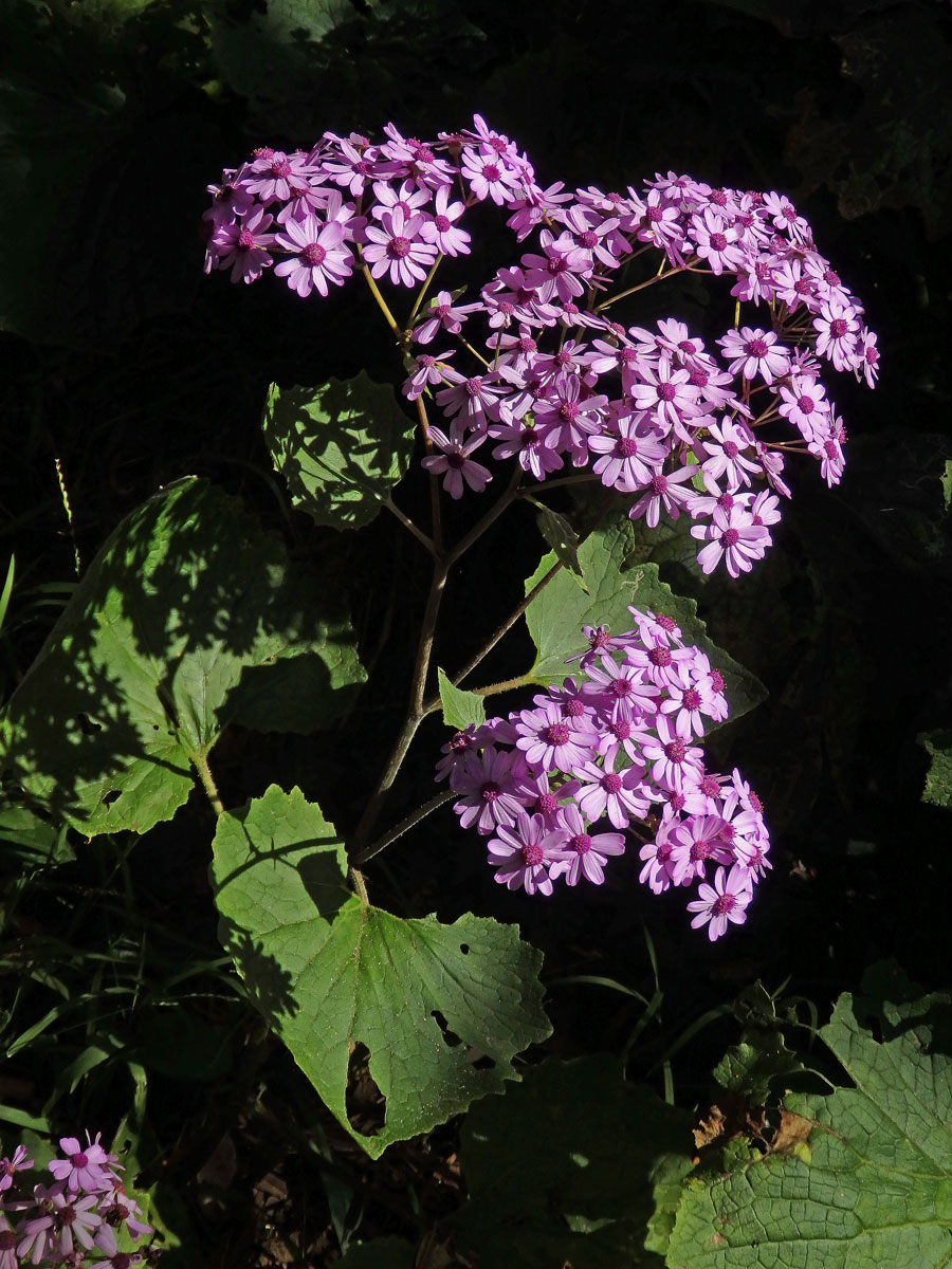 Pericallis webbii (Sch. Bip.) Bolle