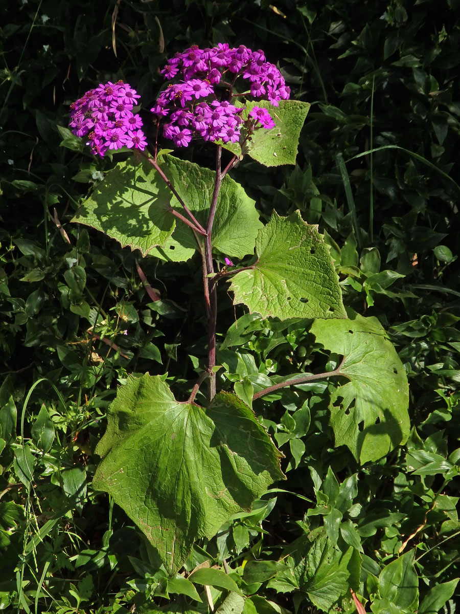 Pericallis webbii (Sch. Bip.) Bolle