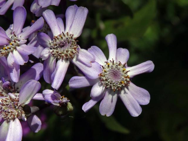 Pericallis webbii (Sch. Bip.) Bolle