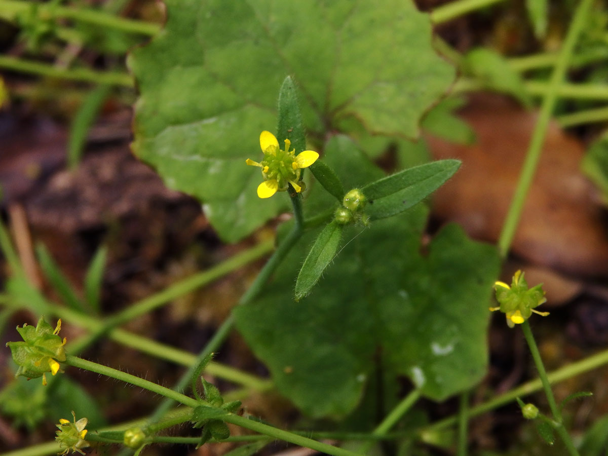 Pryskyřník (Ranunculus parviflorus L.)