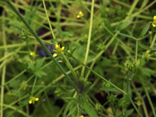 Pryskyřník (Ranunculus parviflorus L.)