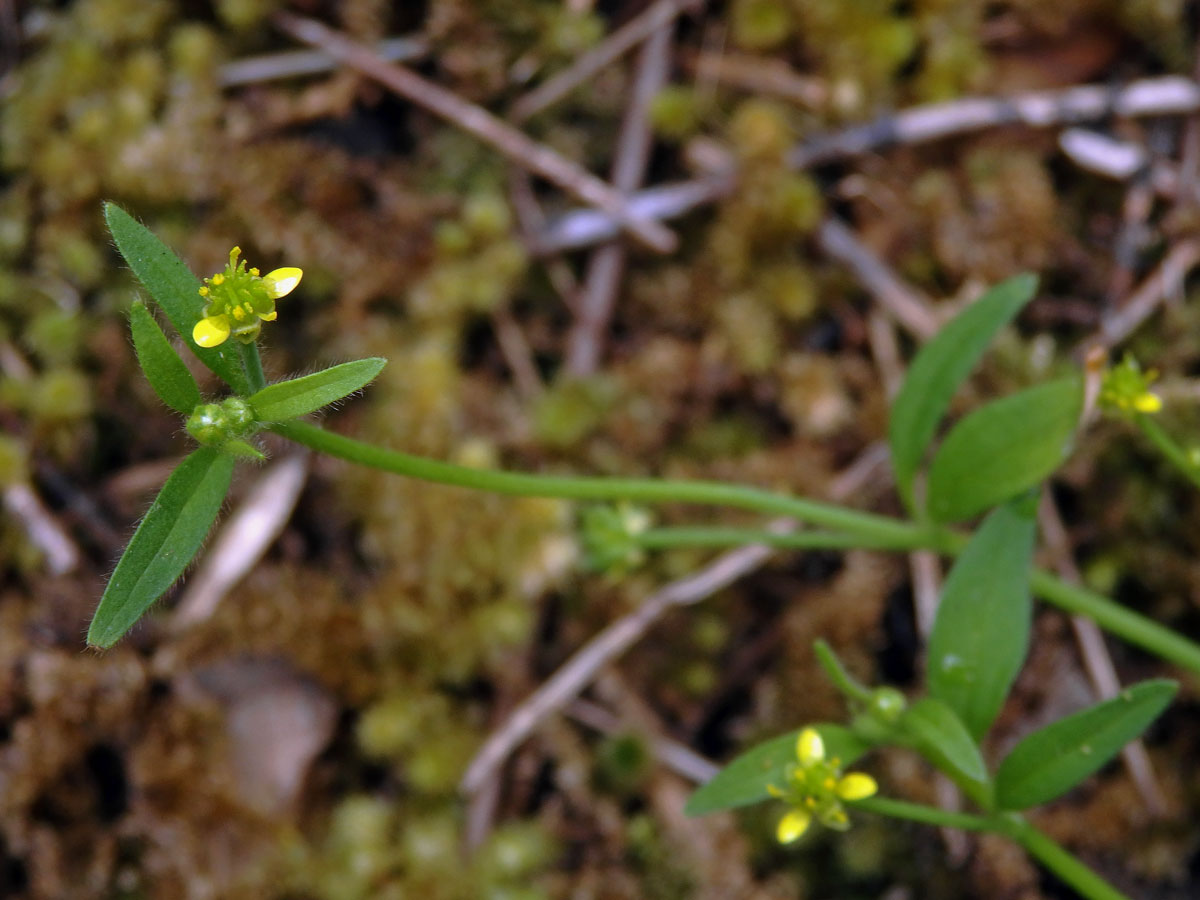 Pryskyřník (Ranunculus parviflorus L.)