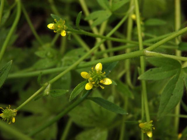 Pryskyřník (Ranunculus parviflorus L.)