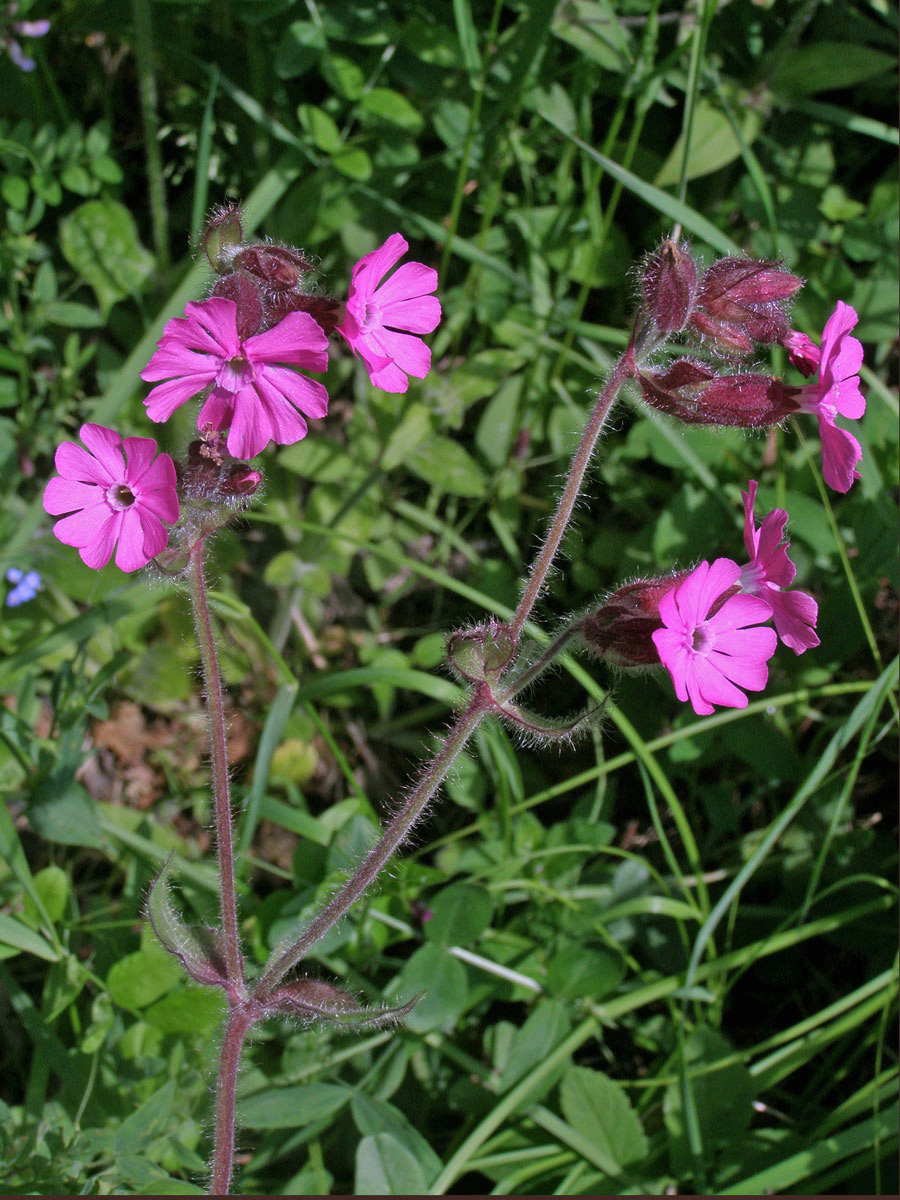 Silenka dvoudomá = Knotovka červená (Silene dioica (L.) Clairv.)