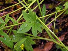 Pryskyřník (Ranunculus parviflorus L.)