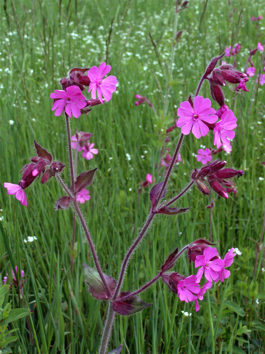 Silenka dvoudomá = Knotovka červená (Silene dioica (L.) Clairv.)