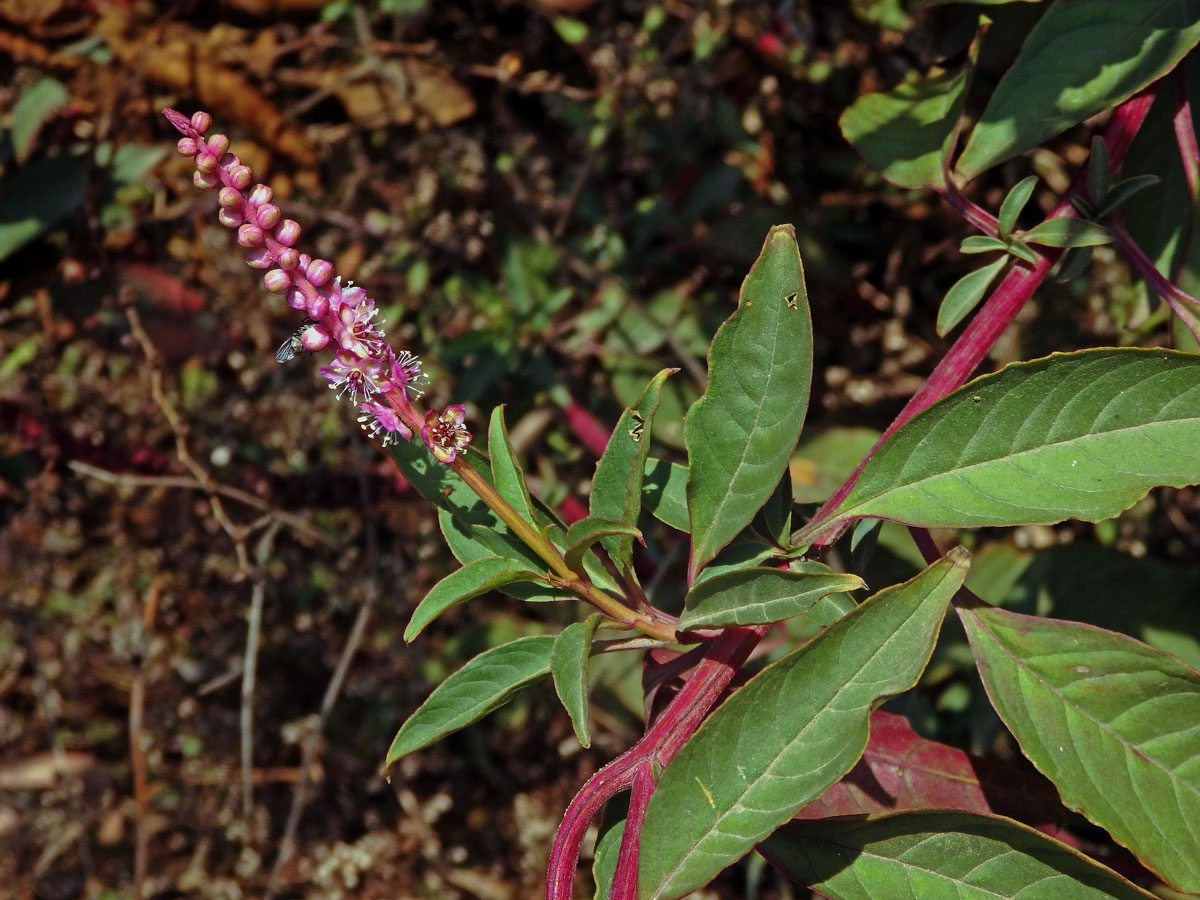 Líčidlo (Phytolacca icosandra L.)