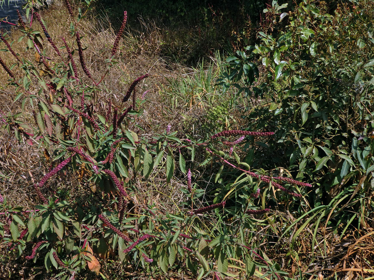 Líčidlo (Phytolacca icosandra L.)