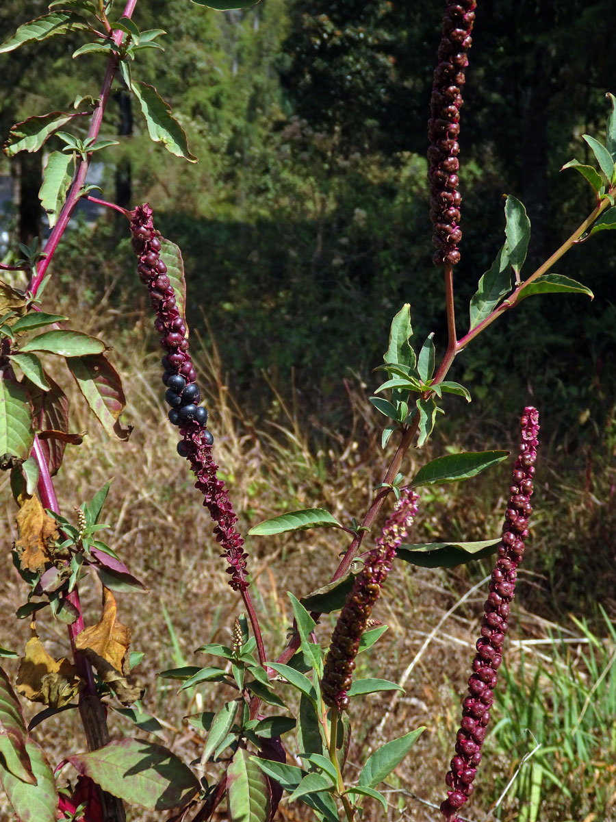 Líčidlo (Phytolacca icosandra L.)