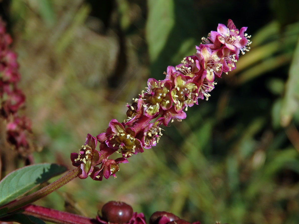 Líčidlo (Phytolacca icosandra L.)