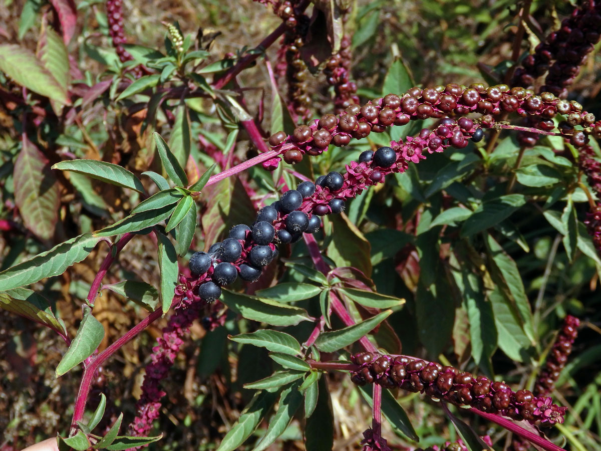 Líčidlo (Phytolacca icosandra L.)