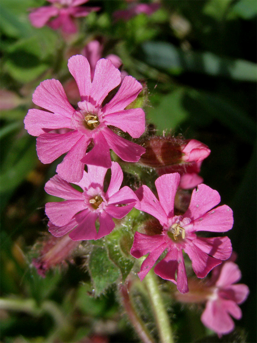 Silenka dvoudomá = Knotovka červená (Silene dioica (L.) Clairv.)