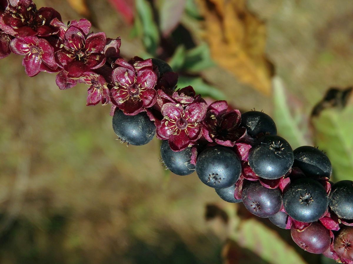 Líčidlo (Phytolacca icosandra L.)