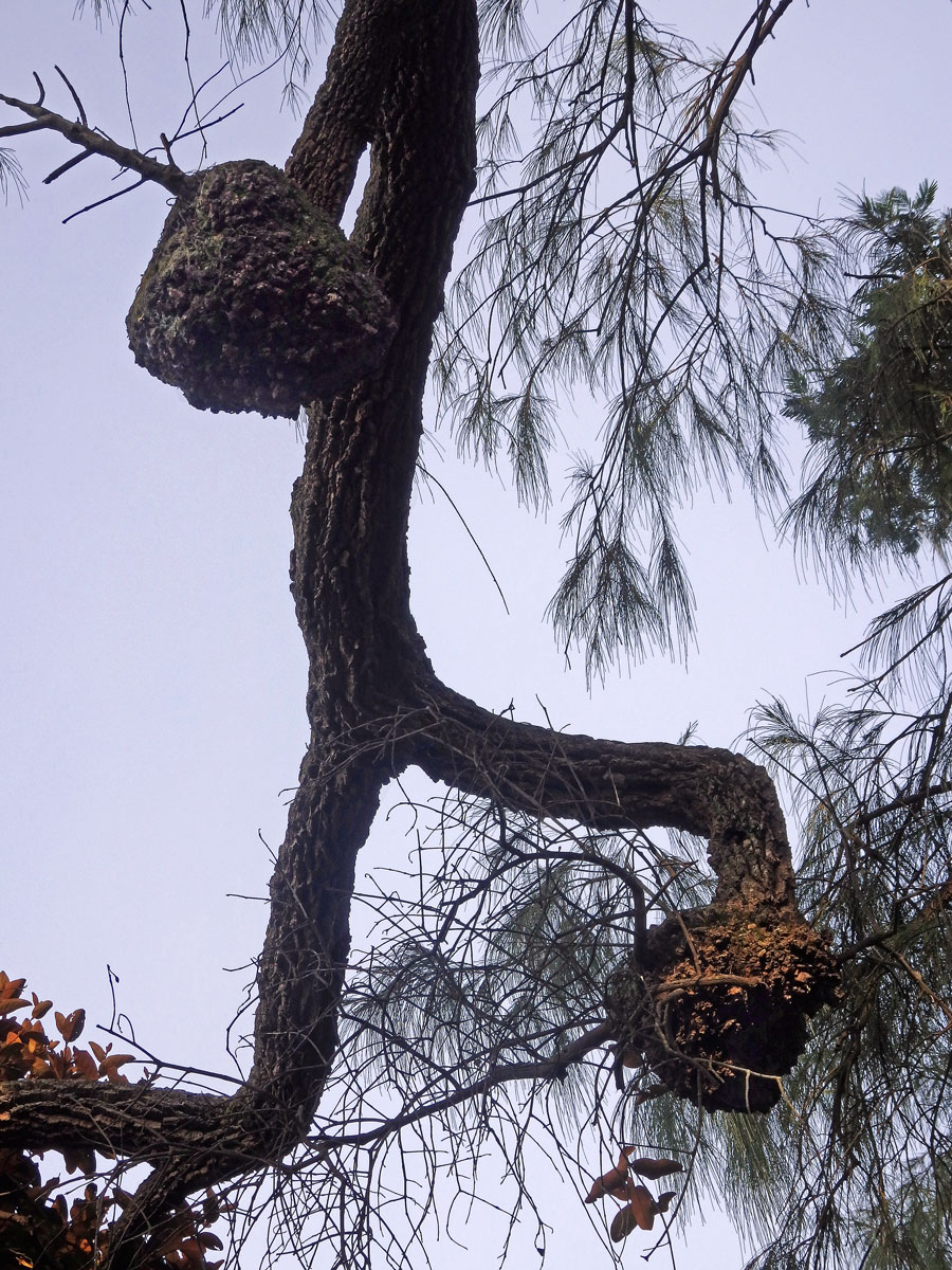 Nádor na přesličníku přeličkolistém (Casuarina equisetifolia L.) (16a)