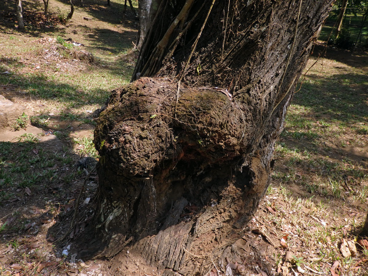 Nádor na přesličníku přeličkolistém (Casuarina equisetifolia L.) (17)