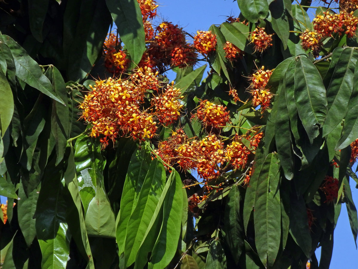 Saraca asoca (Roxb.) Willd.