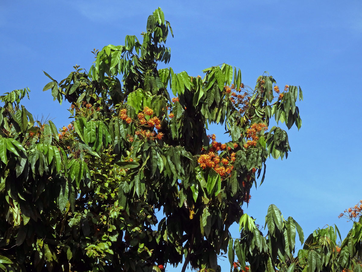 Saraca asoca (Roxb.) Willd.