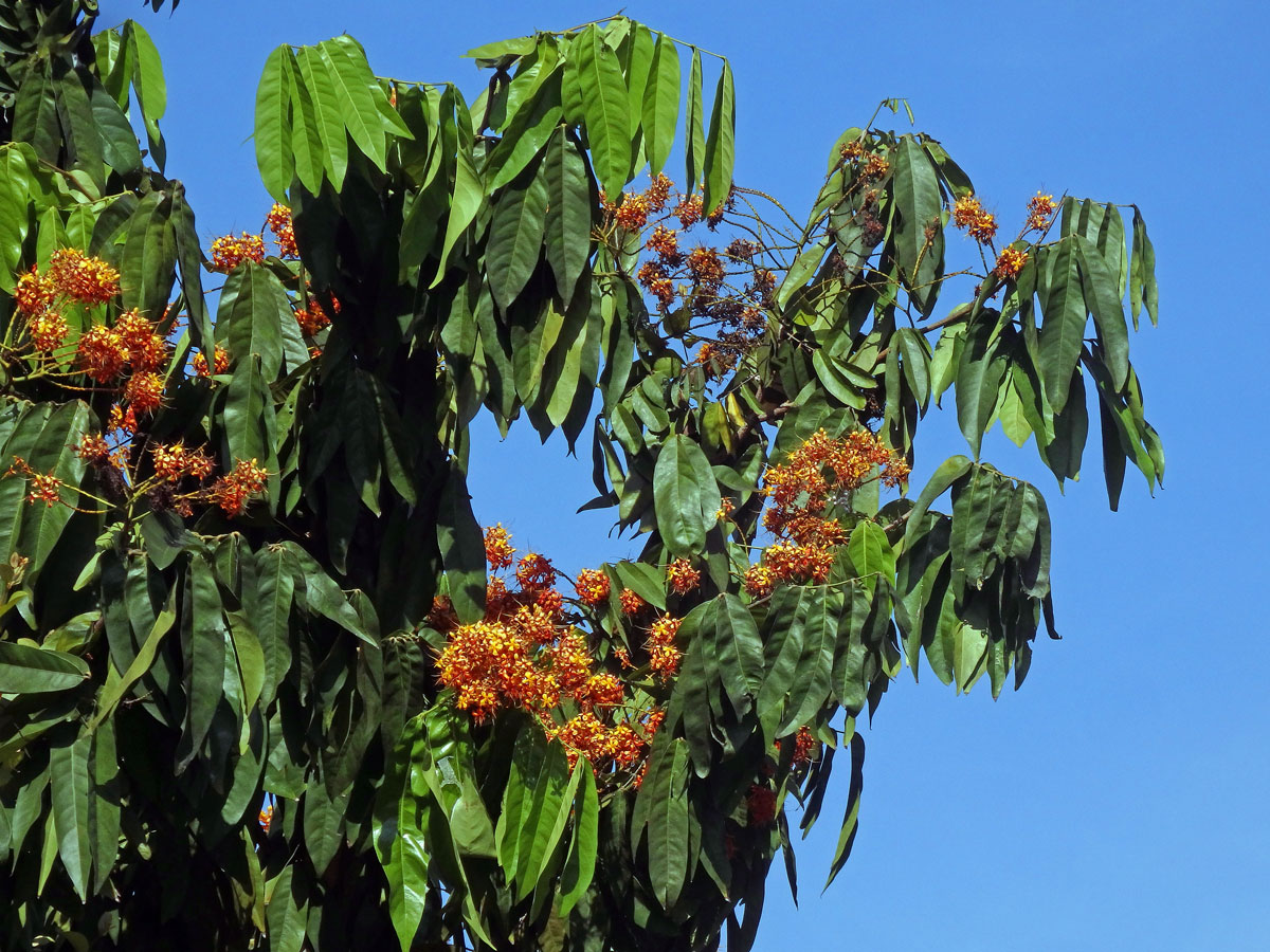 Saraca asoca (Roxb.) Willd.