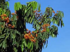 Saraca asoca (Roxb.) Willd.