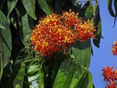 Saraca asoca (Roxb.) Willd.