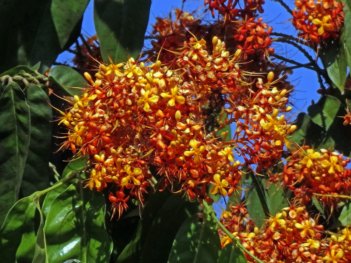 Saraca asoca (Roxb.) Willd.