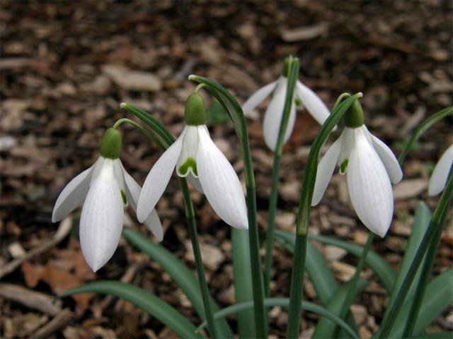 Sněženka podsněžník (Galanthus nivalis L.)