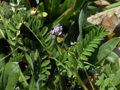 Kozinec (Astragallus pelecinus (L.) Barneby)