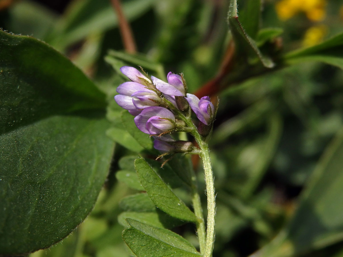 Kozinec (Astragallus pelecinus (L.) Barneby)