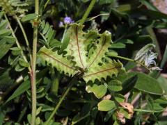 Kozinec (Astragallus pelecinus (L.) Barneby)