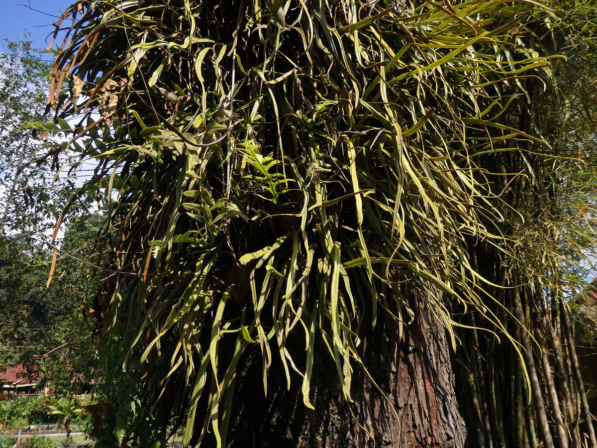 Pyrrosia longifolia (Burm. f.) C. V. Morton