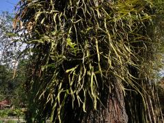 Pyrrosia longifolia (Burm. f.) C. V. Morton   