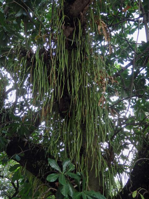 Pyrrosia longifolia (Burm. f.) C. V. Morton