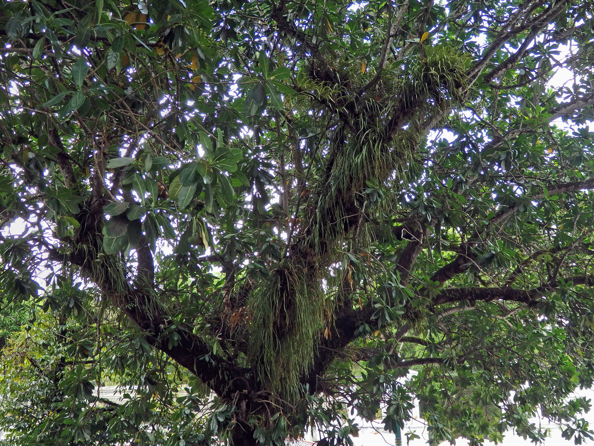 Pyrrosia longifolia (Burm. f.) C. V. Morton