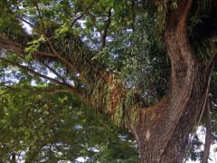 Pyrrosia longifolia (Burm. f.) C. V. Morton