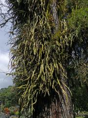 Pyrrosia longifolia (Burm. f.) C. V. Morton