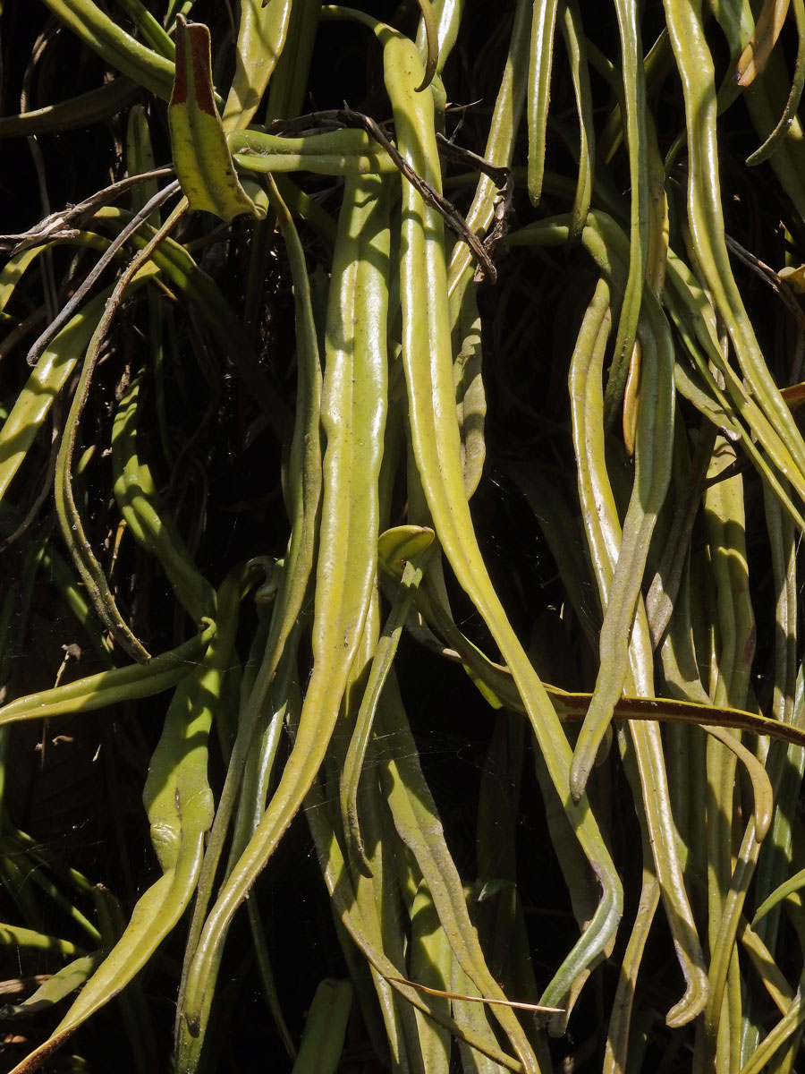 Pyrrosia longifolia (Burm. f.) C. V. Morton