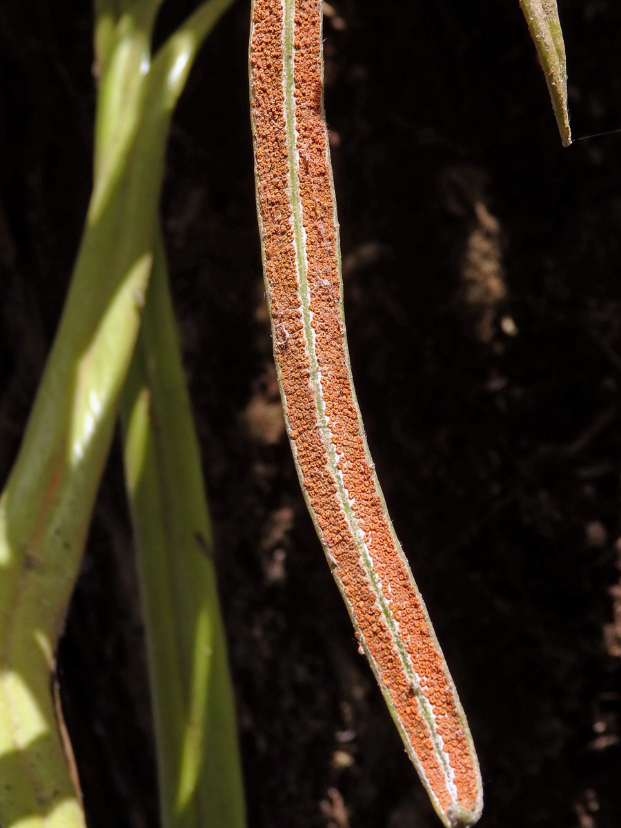 Pyrrosia longifolia (Burm. f.) C. V. Morton