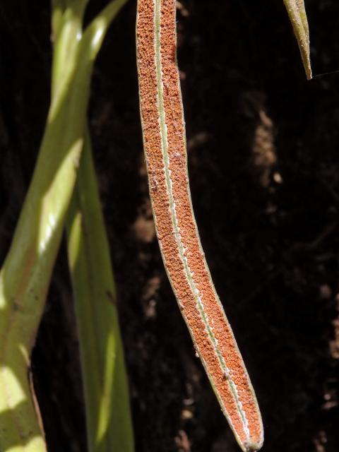 Pyrrosia longifolia (Burm. f.) C. V. Morton