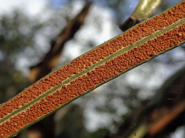 Pyrrosia longifolia (Burm. f.) C. V. Morton