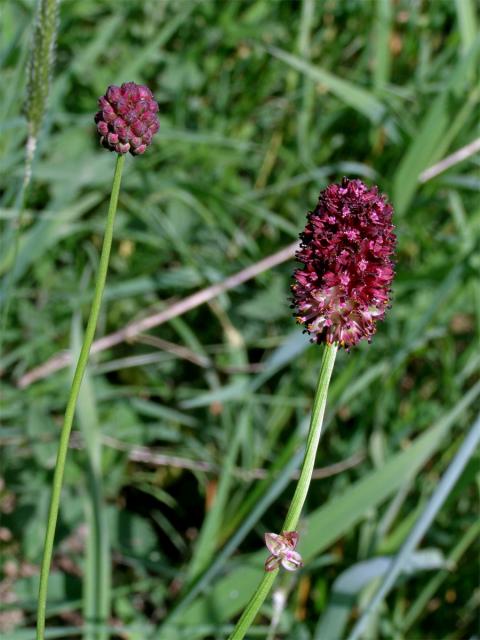 Krvavec toten (Sanguisorba officinalis L.)