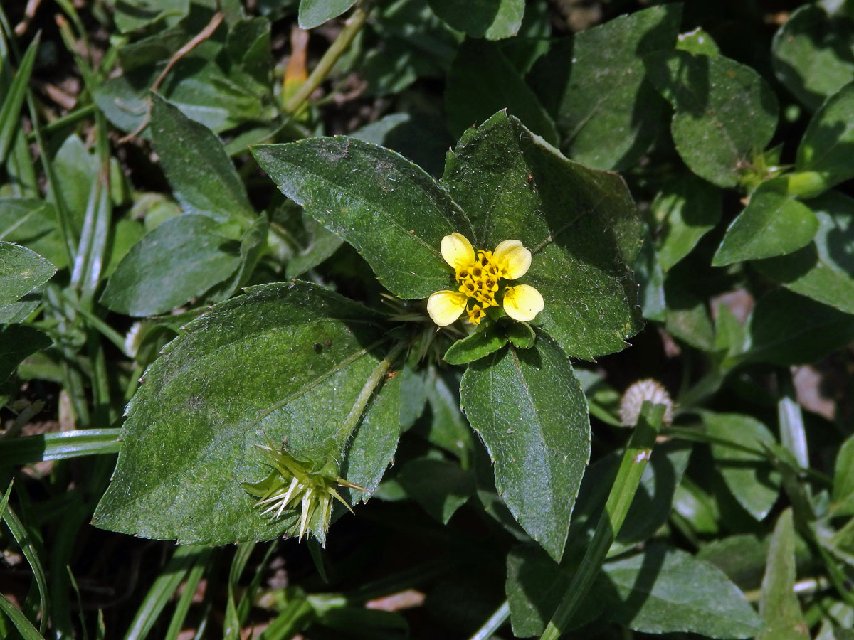 Calyptocarpus wendlandii Schultz