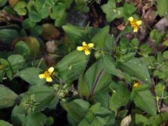 Calyptocarpus wendlandii Schultz