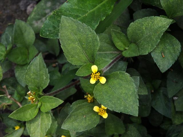 Calyptocarpus wendlandii Schultz