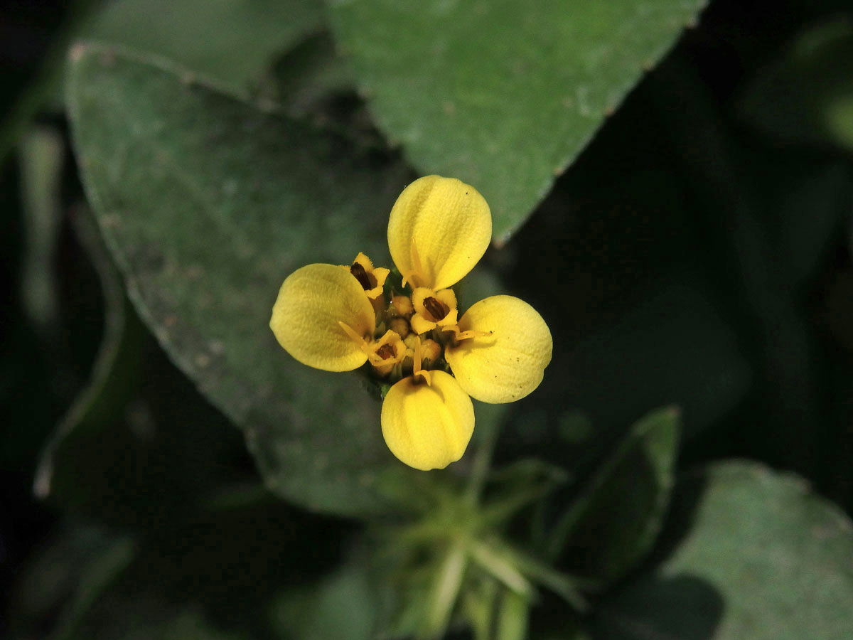 Calyptocarpus wendlandii Schultz