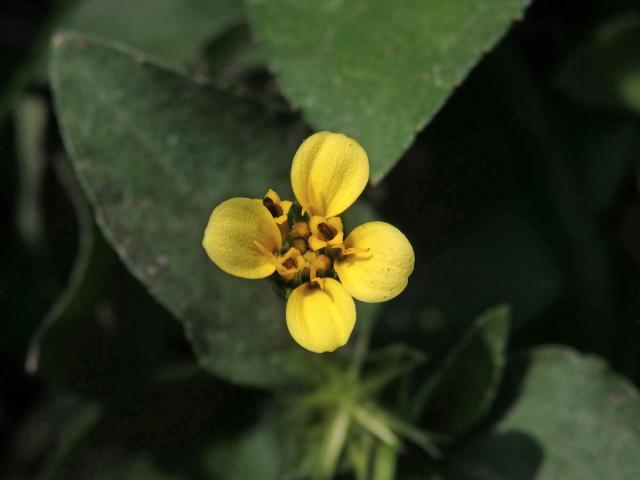 Calyptocarpus wendlandii Schultz