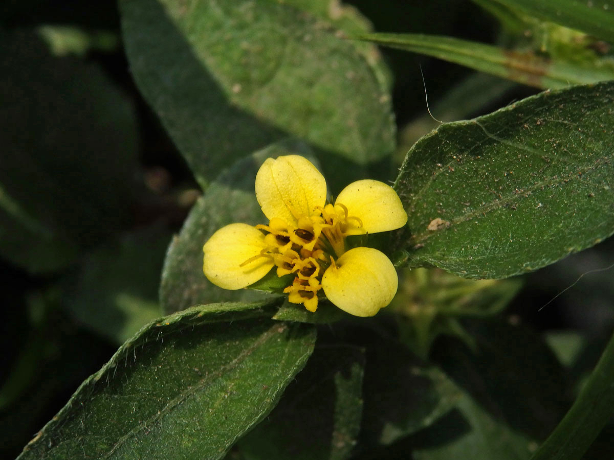 Calyptocarpus wendlandii Schultz