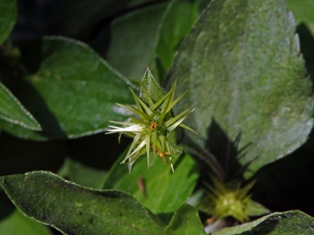 Calyptocarpus wendlandii Schultz